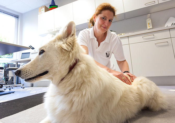 Tierarzt Dr. Ostermann in Dortmund-Hörde